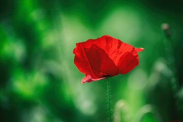 Red spring poppy