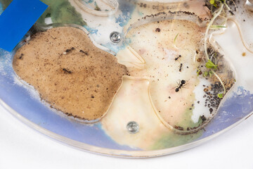 Mold and sprouted grains in an acrylic ant farm. Improper care of harvester ants, excessive humidity.