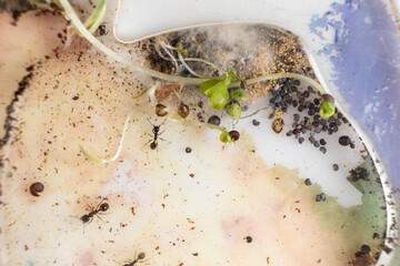 Mold and sprouted grains in an acrylic ant farm. Improper care of harvester ants, excessive humidity.