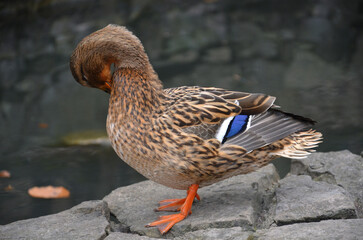 Wild duck mallard female standing on a stone near the water and cleaning  her wet feathers .Closeup photo.