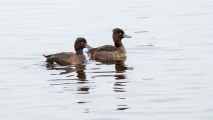 country goose swimming