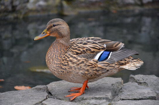 Wild duck mallard female stands on a stone near the water of park pond . Closeup photo .Free copy space