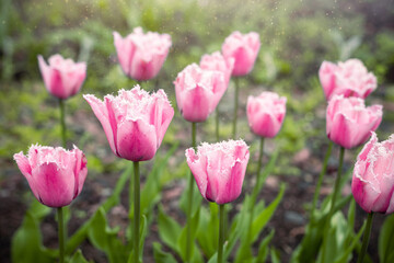 large pink tulip flowers in the garden in spring