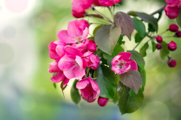 Pink buds and flowers of an apple tree bloom on a tree branch in spring.