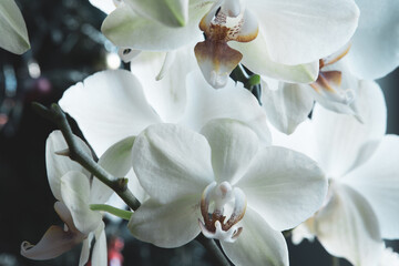 Fototapeta na wymiar Bloom orchid on blurred background, close-up. White orchid flowers for publication, design, poster, calendar, post, screensaver, wallpaper, postcard, banner, cover, website. High quality photo