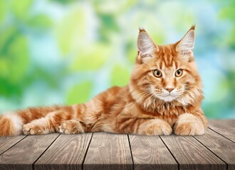 Cute young lovely cats posing on outdoor