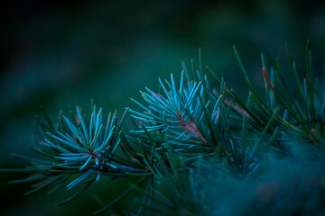 Soft focus green natural background, bouquet of a pine tree