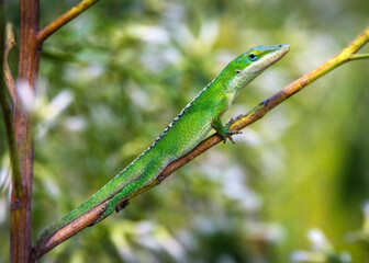 Green Anole relaxing on a branch - Shadow Creek Ranch Nature Trail