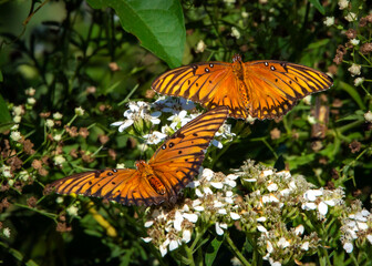 Gulf Fritillary Butterflies flying together among wildflowers in Cullinan Park in Sugar Land, Texas!