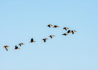 Follow the leader!