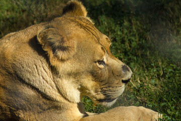 close up of lioness at rest on green grass