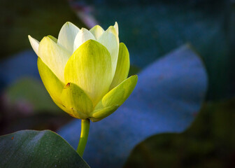 American Lotus at Cullinan Park in Sugarland, Texas!