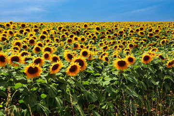 Obraz premium champ de tournesols et ciel bleu
