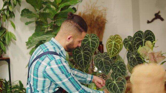 Florist working in botanical garden. Gardener choosing flower, greenhouse worker checking green leaves. Arabian man botanist taking care of plants, foliage quality control, horticulture.