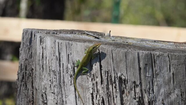 Green anole lizard showing his dominance and slowly changing colors