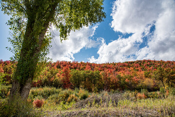 autumn landscape with red and blue sky