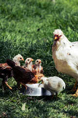 hen and chickens
