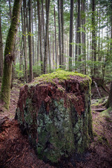 forest stump