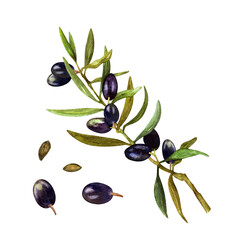 Hand drawn watercolor, Ripe black olives with olive leaves on a white background. Organic food. Separate elements for the design of postcards, packaging, fabric and paper.
