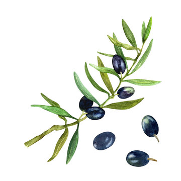 Hand drawn watercolor, Ripe black olives with olive leaves on a white background. Organic food. Separate elements for the design of postcards, packaging, fabric and paper.