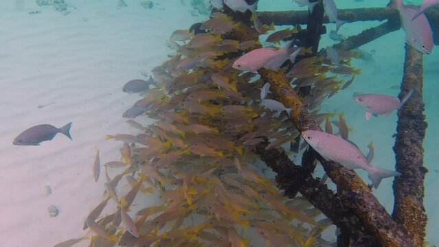 Schools of fish, staying at the base of a metal structure under water footage