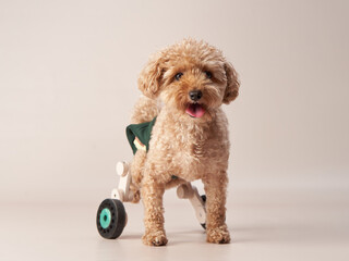 Funny small poodle on a beige background in a wheelchair. curly dog in photo studio. Maltese, poodle