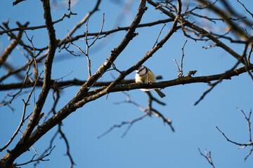 Tit on a tree
