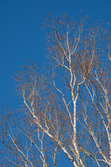 Birch branches in front of the blue sky