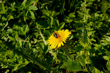 spring in nature, the first spring meadow flowers, delta dandelions, bee