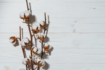 Cotton branch with dry flowers, close up. Concept of eco friendly background