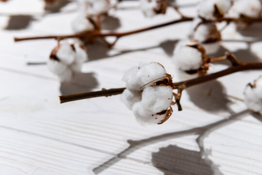 Cotton branch with dry flowers, close up. Concept of eco friendly background