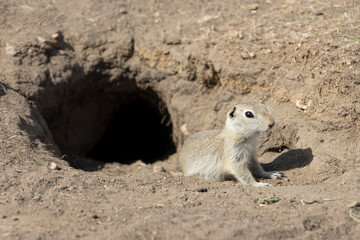 prairie dog coming out of hole in ground close up