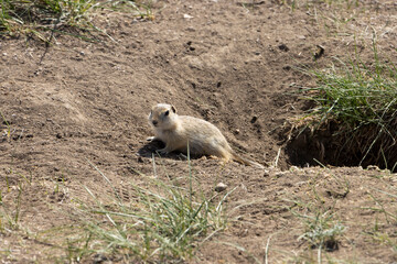 Fototapeta premium prairie dog crawling out of hole in dirt