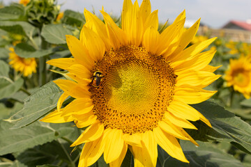 sunflower and bee