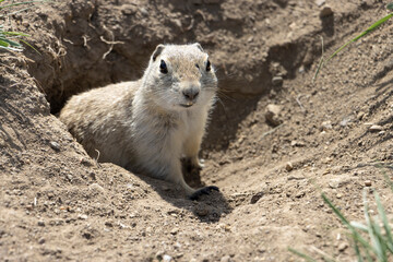 prairie dog on the ground coming out of hole