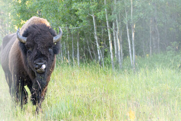 american bison in elk island national park © Amy