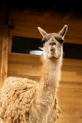 llama in a zoo © Amy