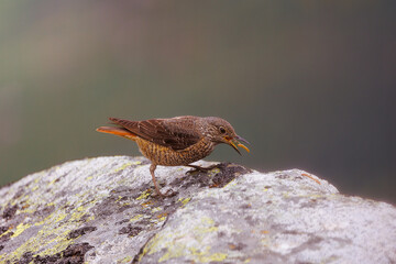 Rufous-tailed rock thrush.- Monticola saxatilis