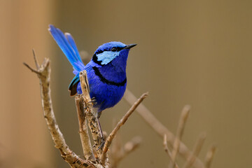 Splendid Fairywren - Malurus splendens passerine bird in Maluridae, blue wren found in Australia in...