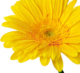 Yellow Gerbera Daisy with Water Drops