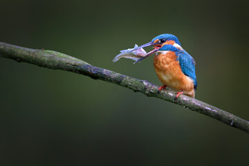 Obraz premium The common kingfisher - Alcedo atthis, also known as the Eurasian kingfisher and river kingfisher