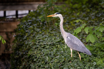 Grey heron