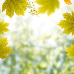 Spring seasonal banner with young green maple leaves on a blurred bokeh sunny garden. Good for headers for seasonal sales, and social media posts.