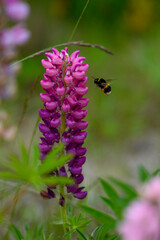 Lupins in inland Canterbury on New Zealand's South Island