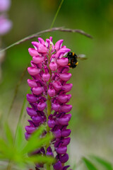 Lupins in inland Canterbury on New Zealand's South Island