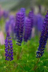 Fototapeta premium Lupins in inland Canterbury on New Zealand's South Island