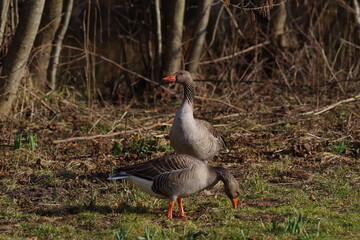 Gänse beim der Nahrungsaufnahme © Emanuel