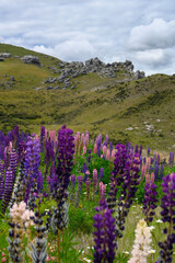 Fototapeta premium Lupins in inland Canterbury on New Zealand's South Island