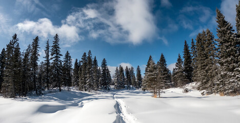 A snowshoe track disappears around a corner in a snowy meadow that is surrounded by spruce trees that have a light covering of fresh snow. The blue sky has a few white clouds.
