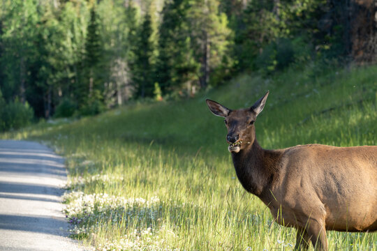 Roadside elk in Jasper National Park canada